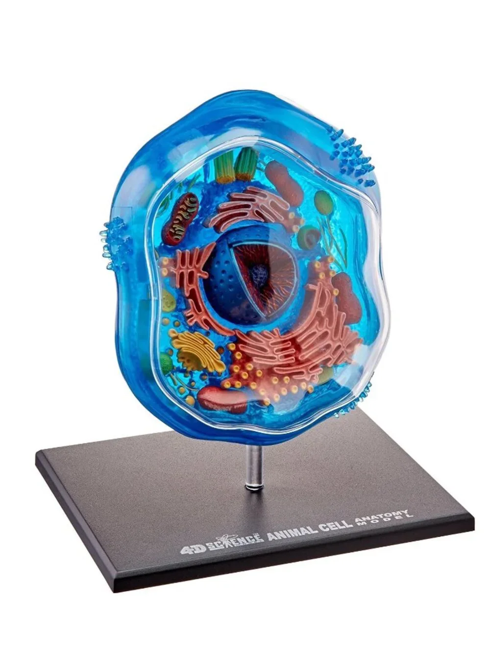 4D Science Animal Cell Anatomy Model High Quality Sculpture Highly Detailed Scho